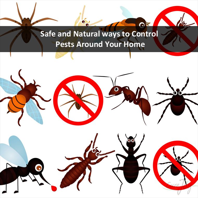Six Brothers Pest Control Issues an Ultimate Guide on Natural Ways To Control Pests