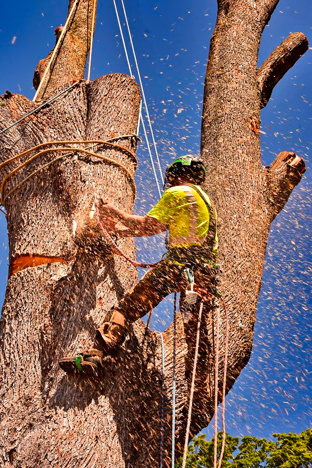 Primal Tree Service LLC Shares an Overview of the Services They Offer Primal Tree Service LLC Shares an Overview of the Services They Offer
