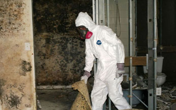 Albuquerque Mold Remediation