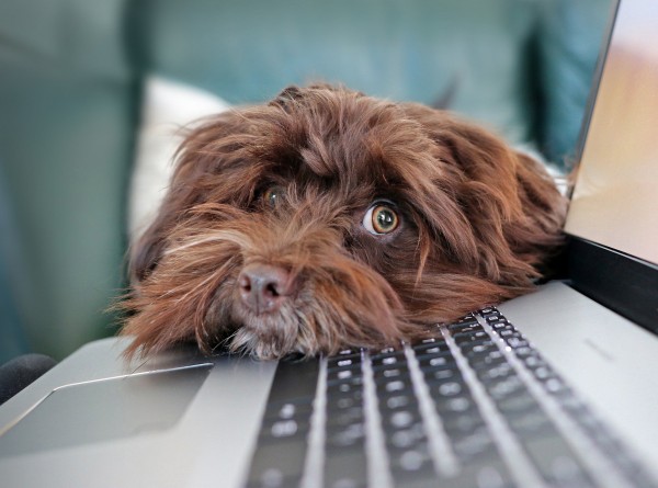Large Enhance In Demand For On-line Vet Session Companies By Canine House owners – Press Launch
