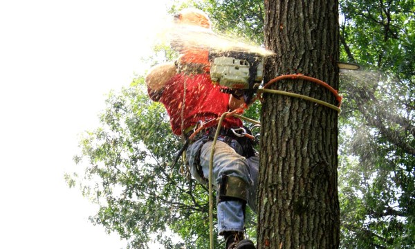 Greenville Tree Services