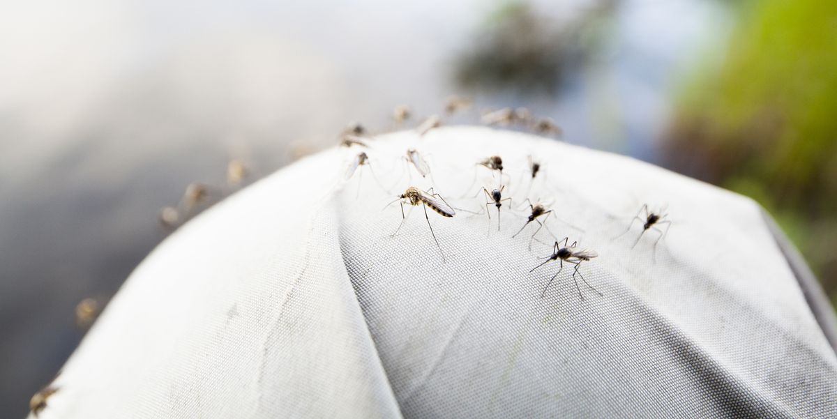 Property Owners Can Prevent Mosquito Infestations