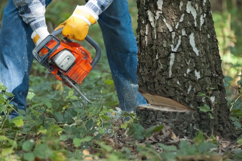 Tyler Tree Service Discusses Why Fall is the Right Time for Tree Removal and Tree Trimming in Tyler, TX