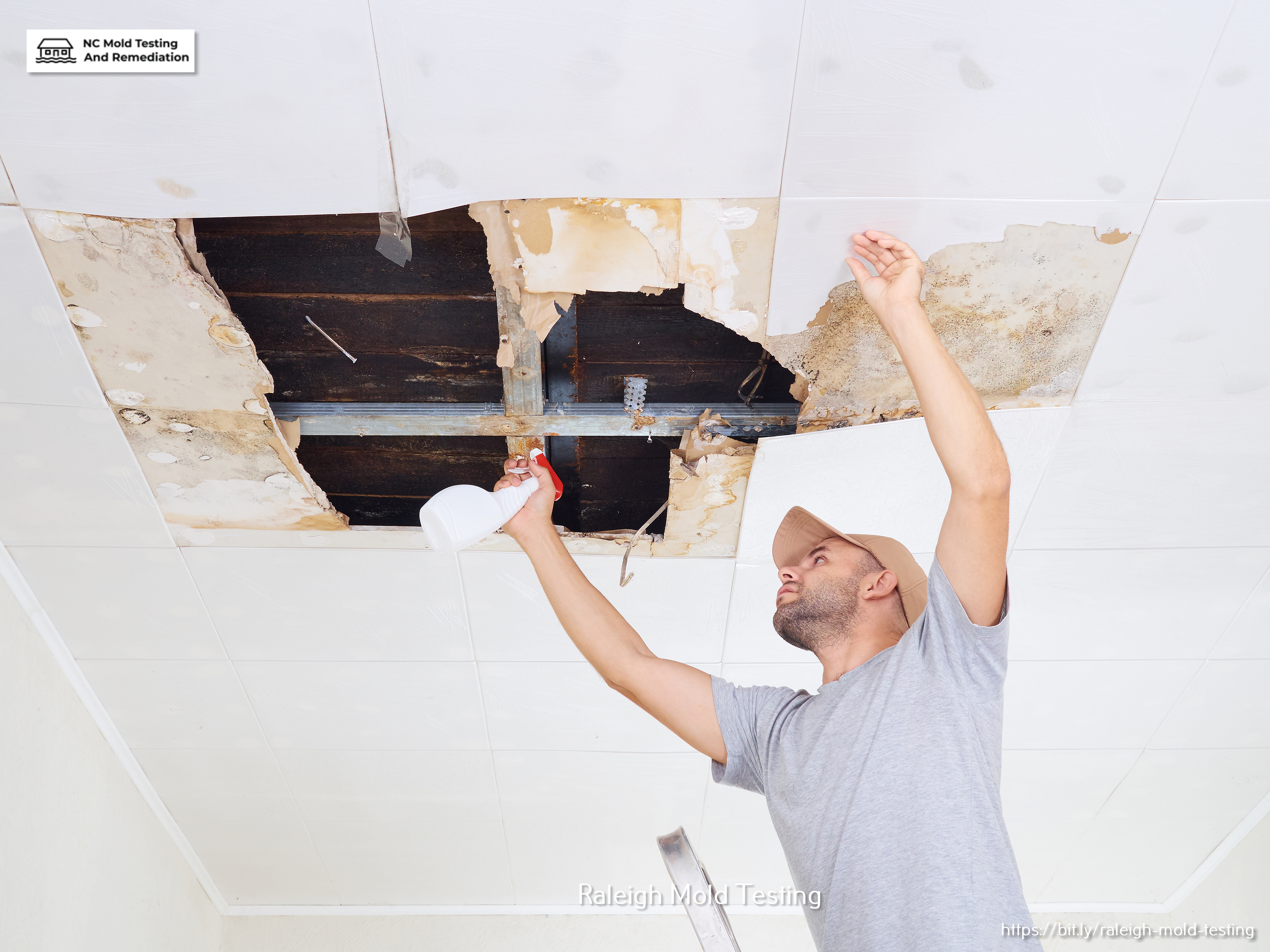 Reasons to Getting Mold Removal and Remediation Services in Raleigh, NC