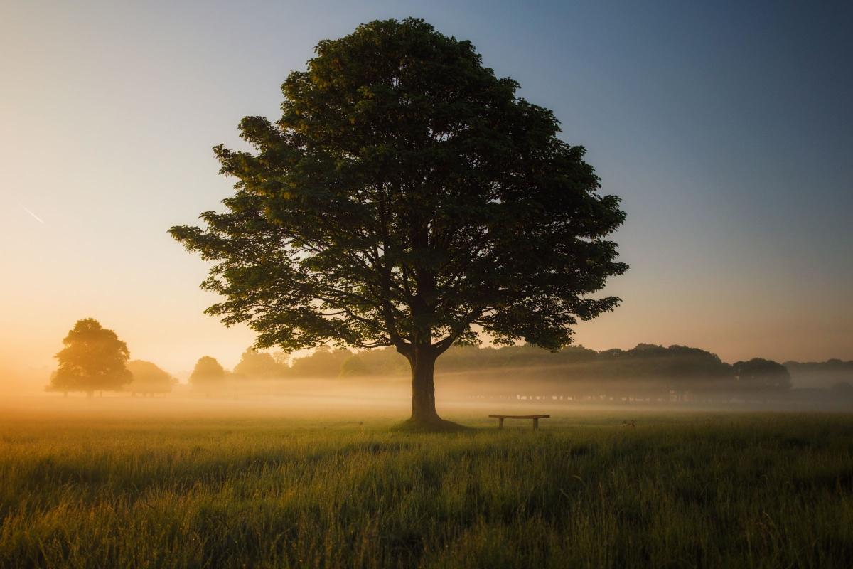 Realtimecampaign.com Describes the Signs for When It’s Time to Apply a Tree Fertilizer