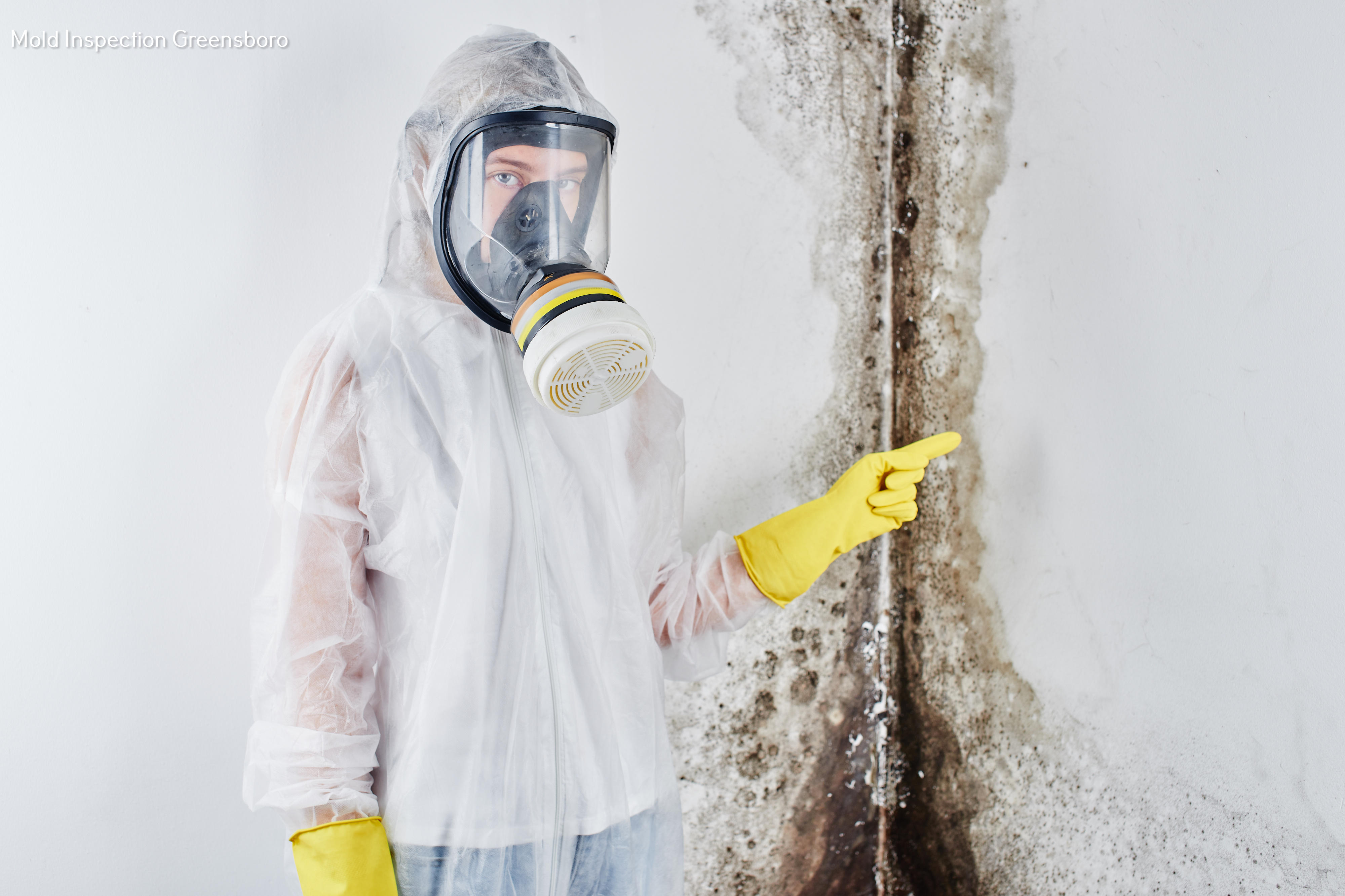 Hero Mold Company of Greensboro, NC Amplifies the Importance of Timely Mold Removal