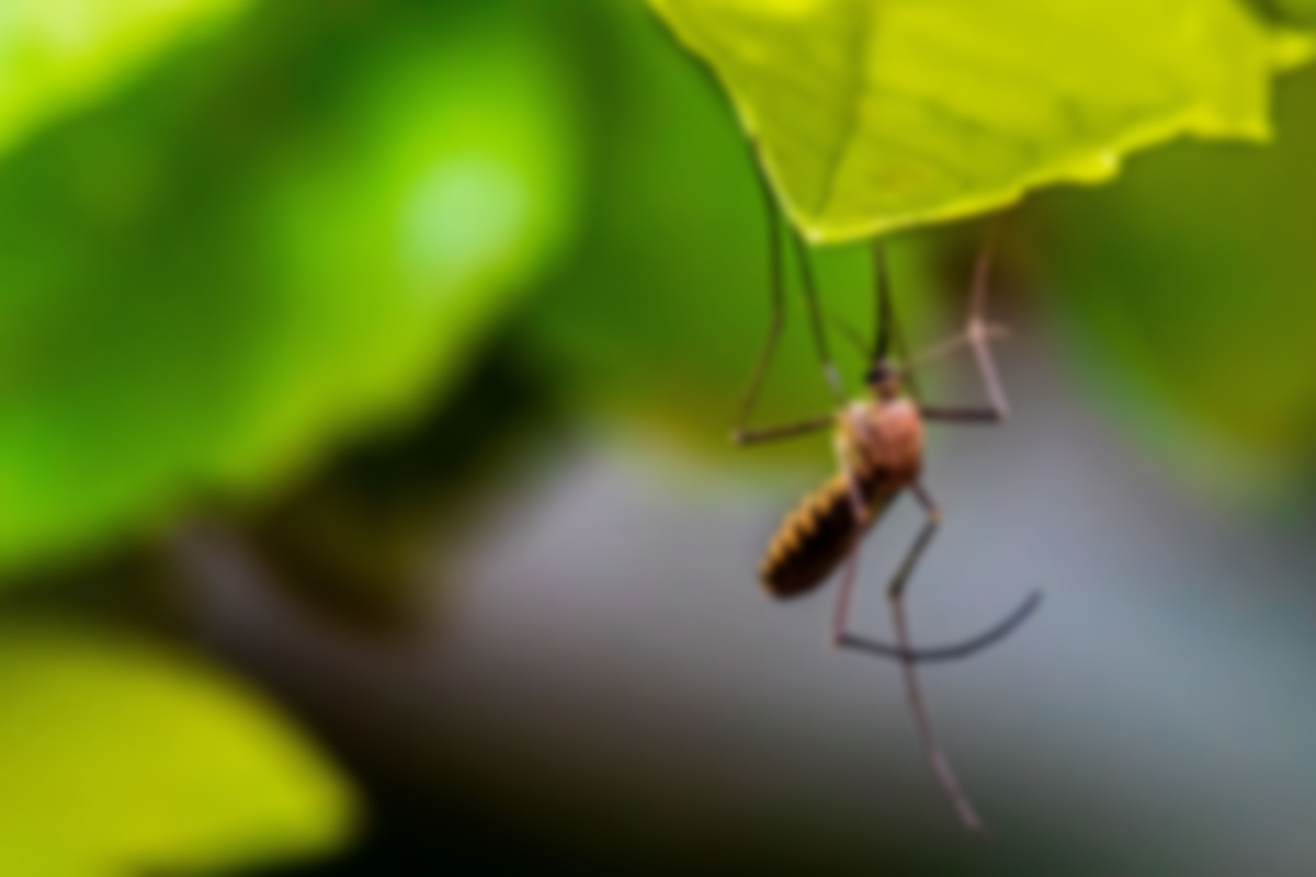 Mosquito Control Services for Better and Faster Pest Control 