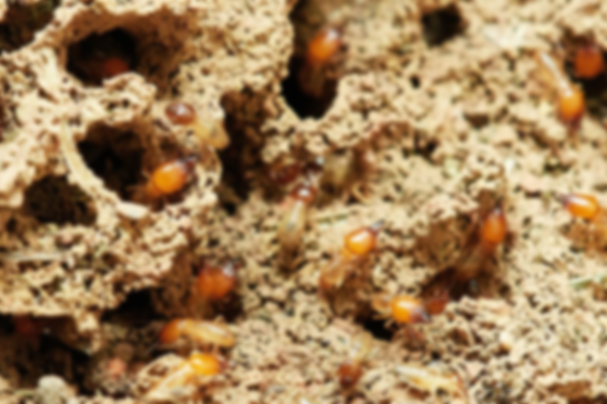 Sustainable Pest Systems Solves Termite Infestation Problem For Homeowners