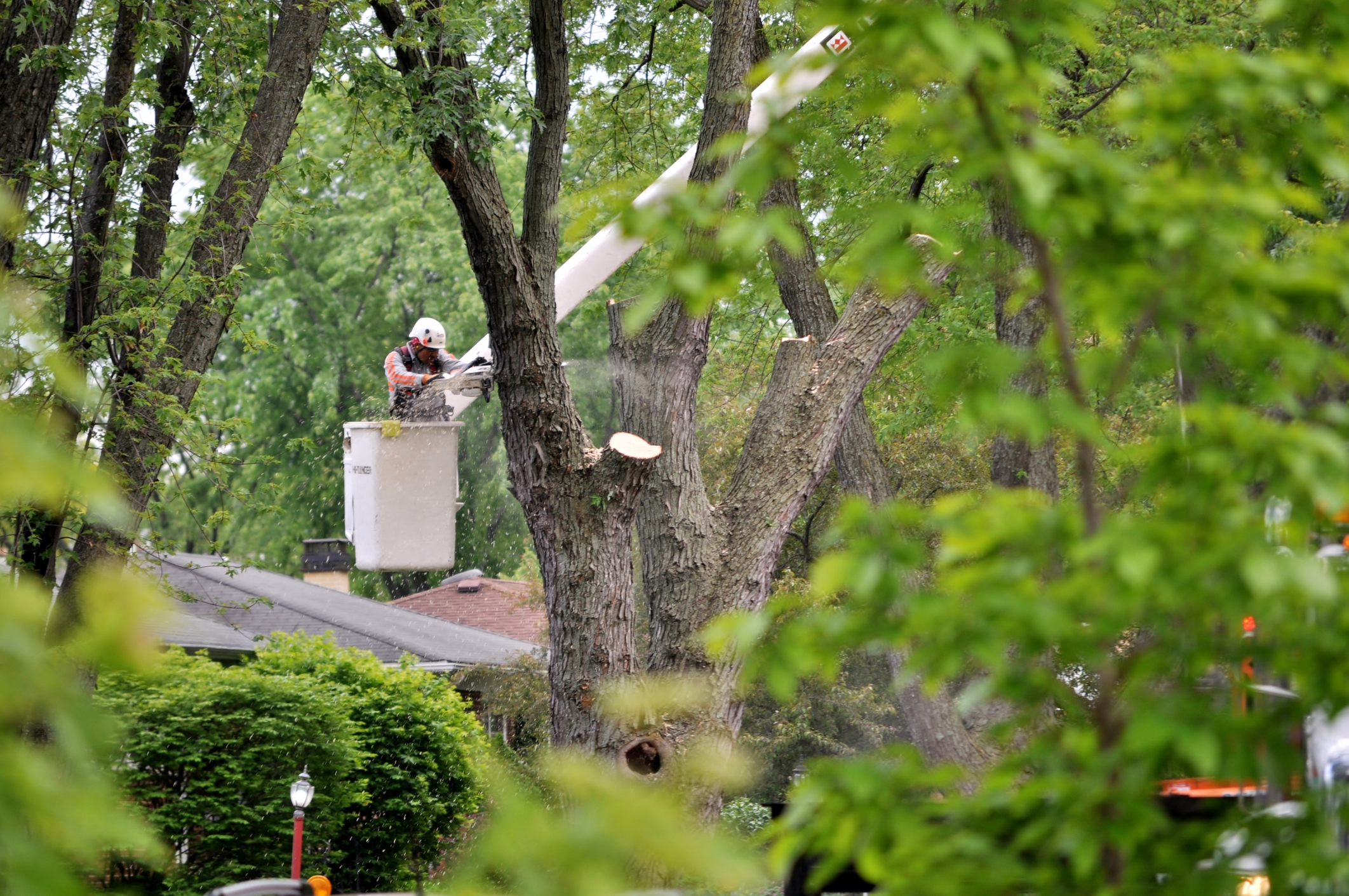 RJ Tree Service Pros Shares Why It’s Critical to Have Proper Tree Care in The Fall Season?