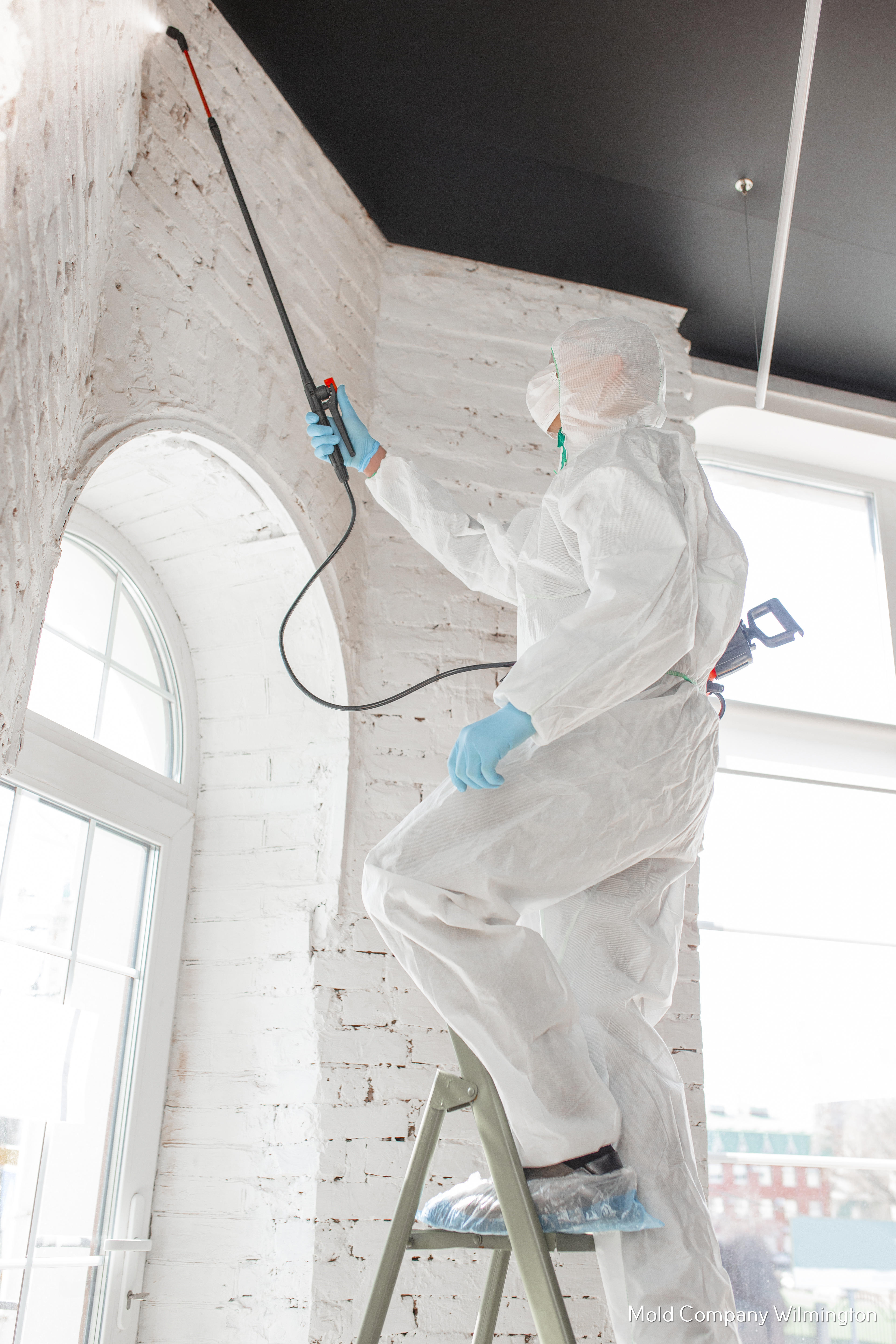 Reasons to Work with a Mold Company in Wilmington, NC
