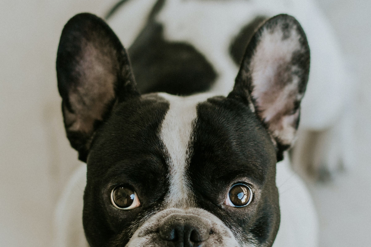 Tips for Finding French Bulldog Puppies for Sale in PA According to Realtimecampaign.com