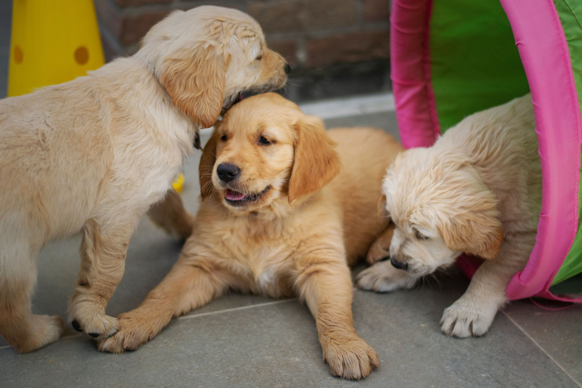 Realtimecampaign.com Is Talking about Golden Retriever Puppies for Sale