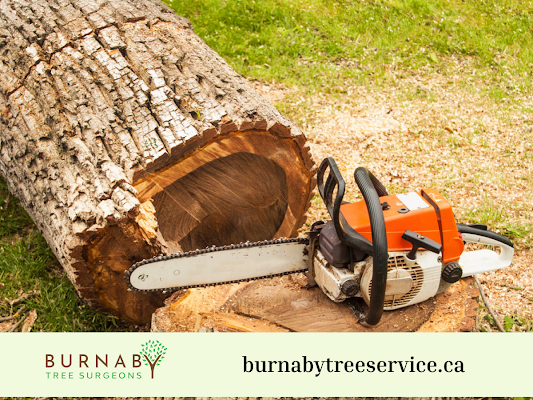 5 Things to Know About Tree Service in Burnaby
