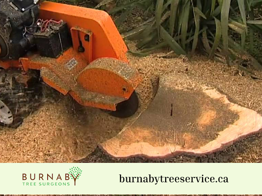 Burnaby Tree Surgeons Express the Wildlife and Habitat Impacts of Tree Removal