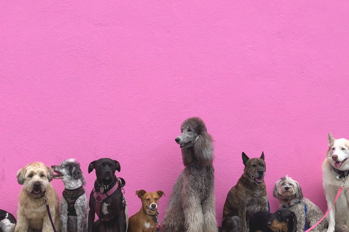 Dogs for sale in Ireland