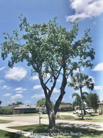 Say Goodbye to Overgrown Trees: Professional Tree Trimmers Offers Specialized Tree Topping in West Palm Beach