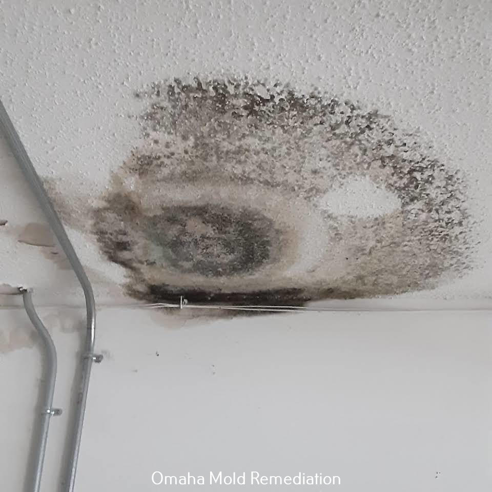 All Dry Services of Omaha Shares The Benefits Of Hiring Professional Mold Remediation Services In Omaha, NE.