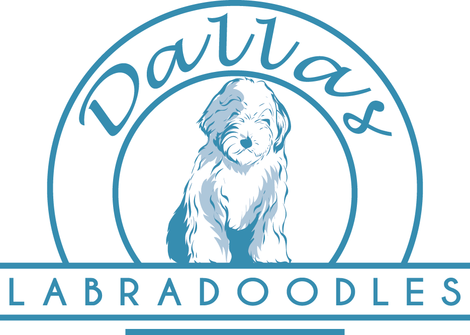 Dallas Labradoodles Provides Insights into The Benefits of Owning a Labradoodle in Midlothian, TX