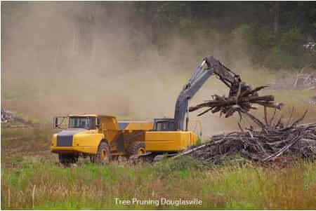 Douglas County Tree Service Takes Root in Douglasville, GA, Offering Expert Tree Care Solutions