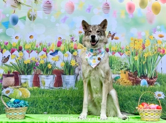 Lantana Recovery: Offering Premier Addiction Treatment Services to Columbia, SC, from The Charleston Headquarters Lantana Recovery: Offering Premier Addiction Treatment Services to Columbia, SC, from The Charleston Headquarters