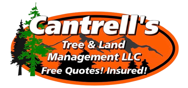 Greenville Tree Service: Cantrell’s is Everything Customers Expect from a Top-Rated Tree Company